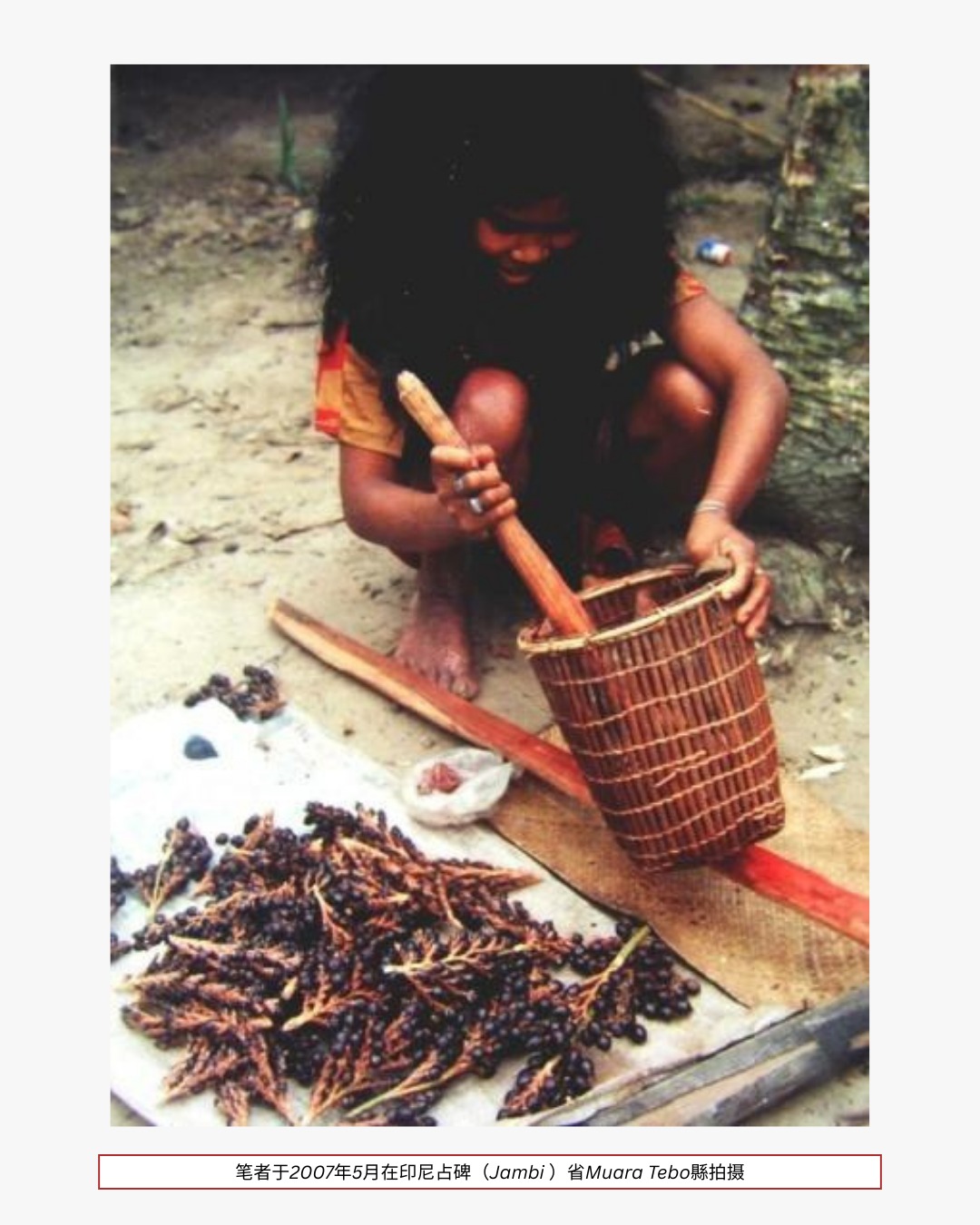 传统采收与加工