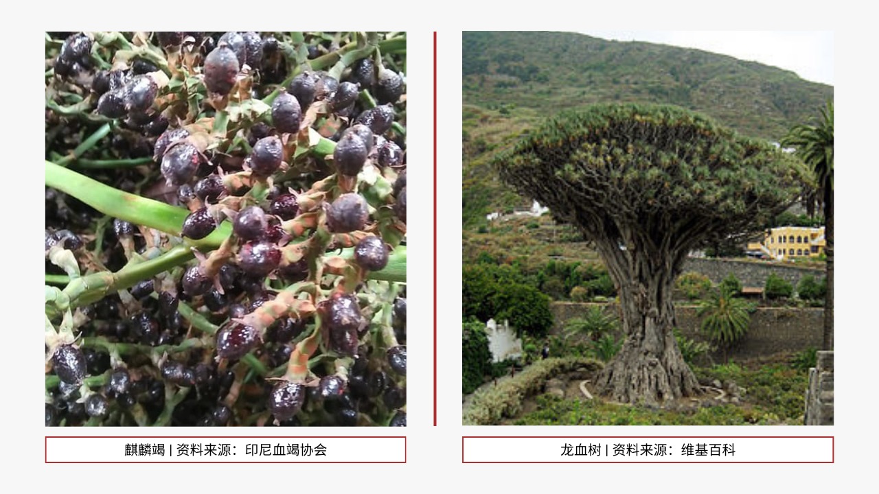 麒麟竭与龙血竭对比图