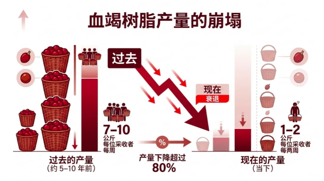 血竭树脂产量的崩塌